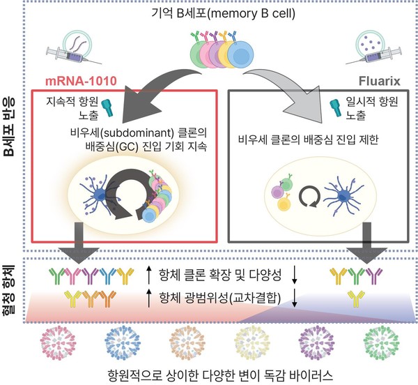 mRNA 인플루엔자 백신의 광범위 면역 효과 확인