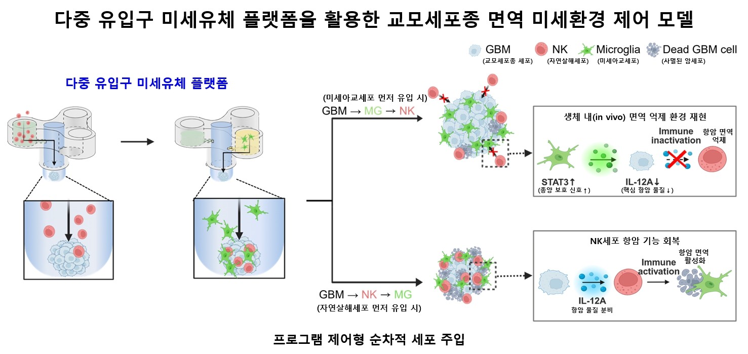 서브 헤드라인: 서울대병원·성균관대, 면역세포 유입 순서에 따른 교모세포종 치료 반응 규명